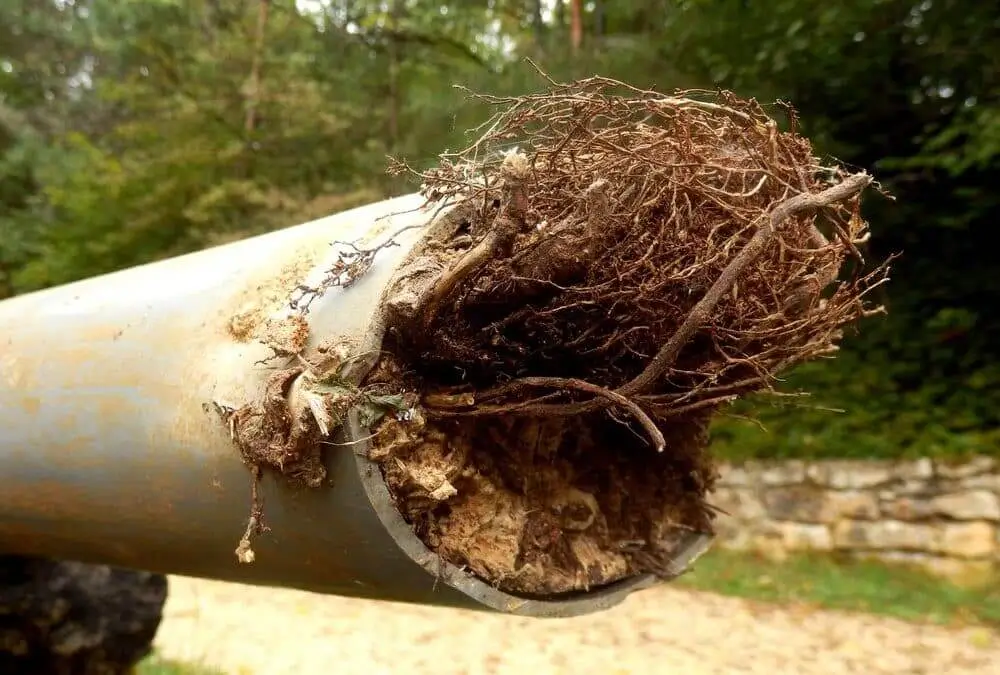 Roots wrapped around pipe